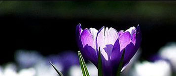 Sternchens Gedenkseite
